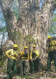 Iowa S Big Trees Big Tree Forestry Nature