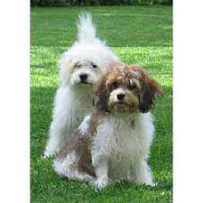 If you are interested in adopting a cavachon, the first essential thing to do is to understand their background and learn some information about them. Cavachon Puppies For Sale From Reputable Dog Breeders