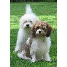 We did not find results for: Cavachon Puppies For Sale From Reputable Dog Breeders