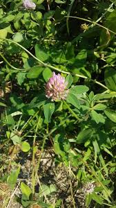 Image result for Trifolium squarrosum