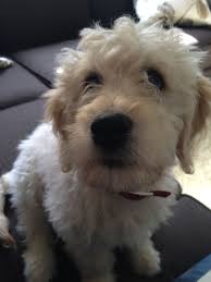 Health, temperament, intelligence, confirmation, spirit, and versatility. Golden Retriever Puppies For Sale In Northern California Bmo Show