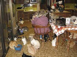 Photos The Cat House On The Kings Cat House Cat Rescue Cats