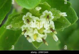 Image result for Acanthospermum australe