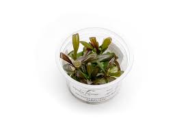 Image result for Samolus