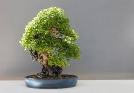 5 Langkah Mudah Menanam Bonsai Beringin