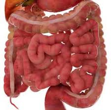 The small intestine or small bowel is the part of the gastrointestinal tract between the stomach and the large intestine, and is where most of the end absorption of food takes place. Jejunum S Function In The Small Intestine And Digestive System