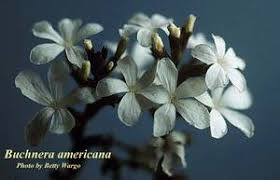 Image result for Buchnera lastii