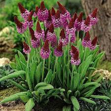 Primula Vialii Red Hot Poker Primrose In 9cm Pots Unique Violet Pink Flowers Primula Vialii Primula Beautiful Flowers