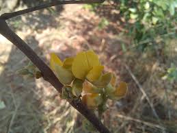 Image result for Eriosema affine