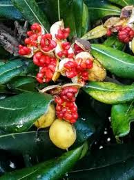 Image result for Pittosporum mildbraedii