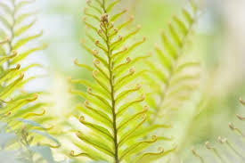 Image result for Blechnum tabulare