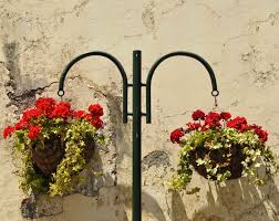 The long trailing clusters of flowers add big interest as they spill down and over the side. 10 Best Flowers For Hanging Baskets