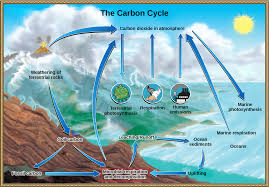 Trees and natural cycles plants are important in several key processes involved in the interacting systems of the earth, including the hydrosphere, atmosphere and biosphere. Biogeochemical Cycles Openstax Biology 2e