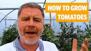 How to grow your own tomatoes