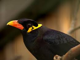 Er hat eine höhe von ca. Beo Vogel