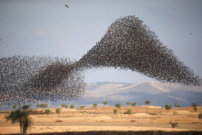Mga resulta ng larawan para sa flock of starlings migration"