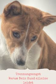 Trennungsangst Warum Dein Hund Alleine Leidet Dogeridoo Hunde Hunderassen Coole Hunde