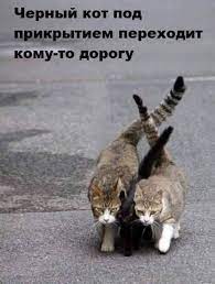 pryachemsya bez kota i zhizn ne ta postila lyubiteli koshek veselye memy smeshnye kotyata
