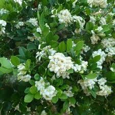 Image result for Murraya paniculata