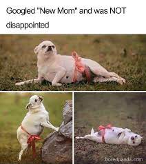 50 Of The Funniest Pregnancy Memes Ever Bored Panda