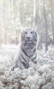Pin By Andres Graniffo On Big Cats Majestic Animals Animals Beautiful Animals