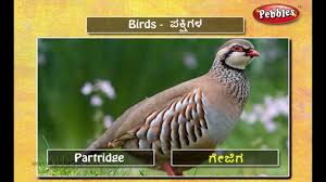 Speak Kannada Through English Lesson 06 Birds