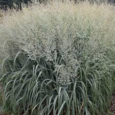 Image result for Panicum monticola