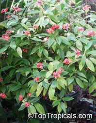 Image result for Psychotria moninensis
