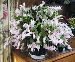 Cacti and succulents planting succulents cactus plants garden plants planting flowers christmas cactus plant easter cactus cactus flower pot plante. Thanksgiving Cactus Christmas Cactus Easter Cactus What S The Difference Thegardengeeks Christmas Cactus Easter Cactus Thanksgiving Cactus