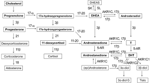 Differential Expression Of 5 Alpha Reductase Isozymes In The Prostate And Its Clinical Implications Wang K Fan Dd Jin S Xing Nz Niu Yn Asian J Androl