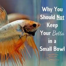 Don't worry, this is perfectly normal because bettas use less oxygen while sleeping. Betta Fish In Bowls Just Say No Pethelpful