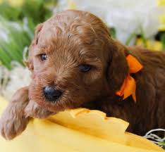 When you look for a goldendoodle puppy texas on our network, we. Mini Goldendoodles For Sale Goldendoodle Puppy Goldendoodle Puppy For Sale Goldendoodle