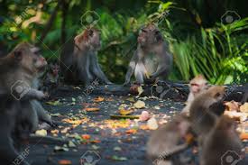 Bali is indonesia's most important tourist destination and as a result suffers from commercialization and high population density, however this mainly applies to several major resort regions. January 19 2017 Ubud Bali Indonesia Funny Macaque In Sacred Monkey Forest Ubud Bali Mammal Animals In Zoo Park Natural Environment Travel Guide What To Visit On Bali Must See Place Stock