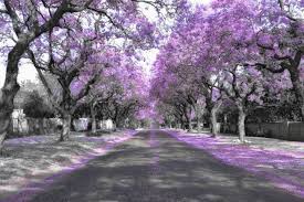 Beautiful Jacaranda Trees Lining A Street In A Town In