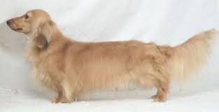 I am a small hobby breeder, located in central wisconsin and have been involved with raising dogs most all of my life, starting as a child, when my mom raised pomeranians and my dad raised the occasional litter of beagles. English Cream Miniature Dachshund In Wisconsin Miniature Dachshund Blonde Dachshund Dachshund