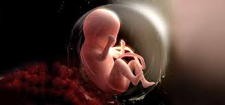*richten sie sich für den start mit beikost nach der entwicklung ihres babys und beginnen sie frühestens nach dem vollendeten 4. Embryo Entwicklung Infos Zur 33 Ssw Bis 36 Ssw Kidsgo