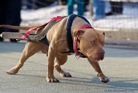 Dẫn chó pitbull nuôi trong nhà đi uống cà phê với bạn. Giáº£i Ma Cho Pitbull Cáº¯n NgÆ°á»i Cáº¯n Ä'á»™ng Váº­t Co Pháº£i La Do Báº£n NÄƒng