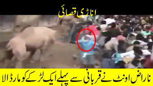 Camel qurbani video eid 3rd day eid ul adha 2020 camel video eid ul azha 2020 bakra eid 2020. 2017 Camel Qurbani In India Unprofessional Butchers On Eid Ul Adha 2017 By Hamdard Health