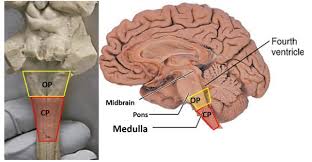 Image result for Turbina oblongata