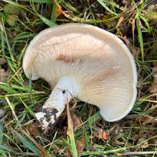 Image result for Clitopilus prunulus