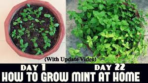 Mint is super easy to grow! How To Grow Mint At Home Fast N Easy Youtube