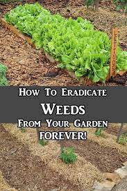 Best Ways To Organically Control Summer Weeds 101 Gardening Organic Vegetable Garden Organic Gardening Tips Easy Garden