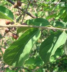 Image result for Grewia flavescens