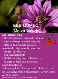 sibel koza adli kullanicinin natural health panosundaki pin