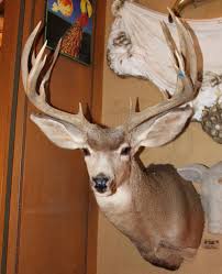 Gaobei white deer head wall decor deer antlers wall sculpture faux taxidermy wall animal head 19.69 x 11.81 x 15.75 inches (white deer) 4.0 out of 5 stars 51 $58.00 $ 58. Lot Taxidermy Mule Deer Shoulder Mount 10pt