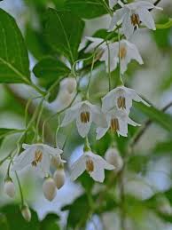 Image result for Styracaceae