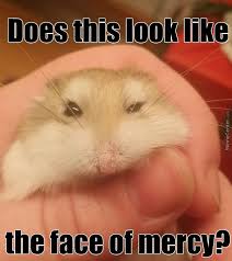 Check spelling or type a new query. That S Maya The Cutest Roborovski Hamster Ever Funny Hamsters Cute Hamsters Cute Funny Animals