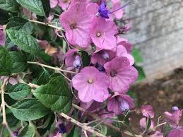 Image result for Dissotis speciosa