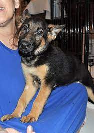 Pet adoption has dogs, puppies, cats, and kittens for adoption. West Palm Beach Fl German Shepherd Dog Meet Leia A Pet For Adoption