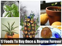 13 Foods You Can Buy Once Regrow Forever Plants Grow Your Own Food Garden